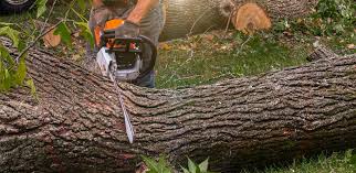 How Our Tree Care Process Works  in  Ninnekah, OK