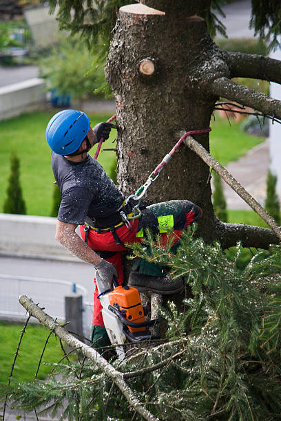 Trusted Ninnekah, OK Tree Services Experts